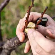 Formation arboriculteur – Greffe et porte-greffes