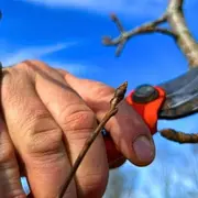Formation arboriculteur – Initiation à la taille de formation des arbres fruitiers