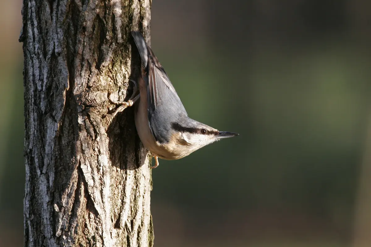 Formation aux oiseaux des jardins : découverte des oiseaux des jardins en hiver - 1/2 journée