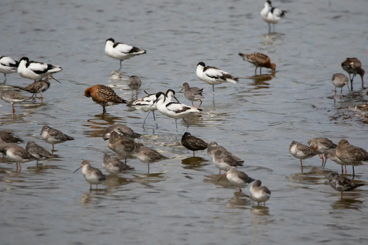 Formation aux oiseaux du littoral : l'identification des limicoles (niveau perfectionnement))