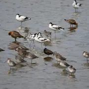 Formation aux oiseaux du littoral : l'identification des limicoles (niveau perfectionnement))