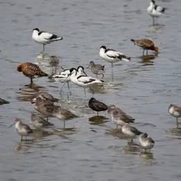 Formation aux oiseaux du littoral : l'identification des limicoles (niveau perfectionnement))