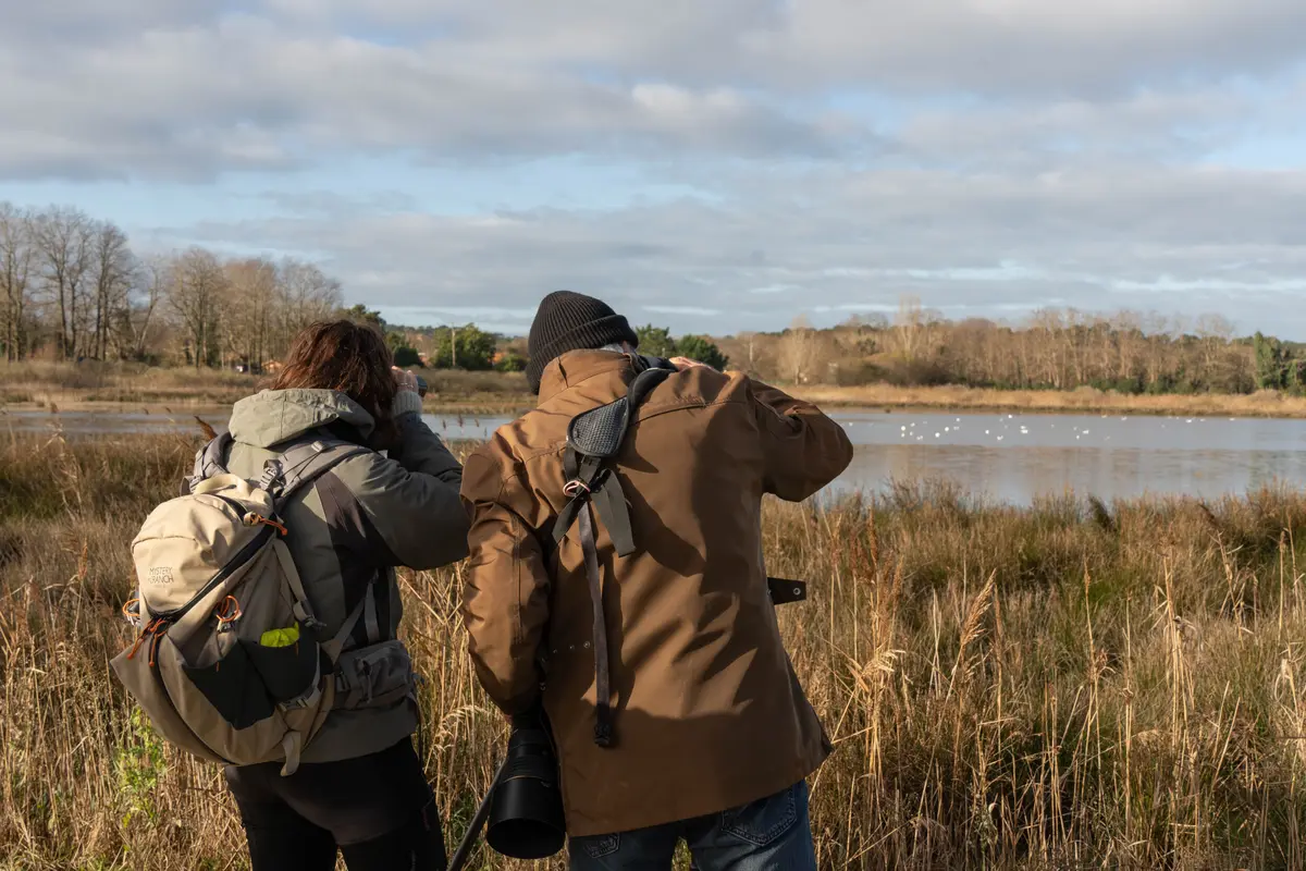 Formation aux oiseaux du littoral : les laridés et oiseaux côtiers