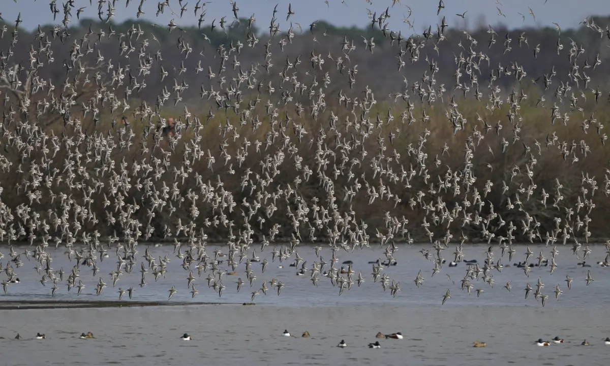 Formation aux oiseaux du littoral : les limicoles, le temps de l'hiver