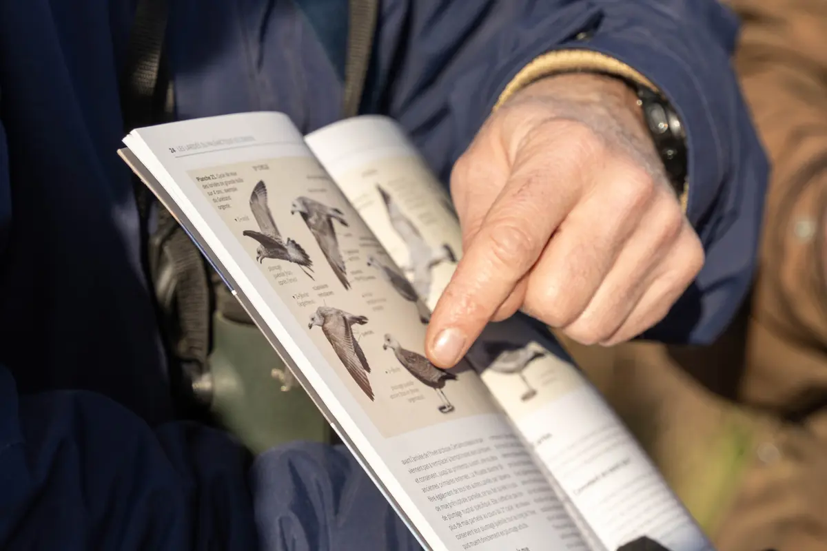 Formation aux oiseaux du littoral : les oiseaux hivernants du bassin d'Arcachon