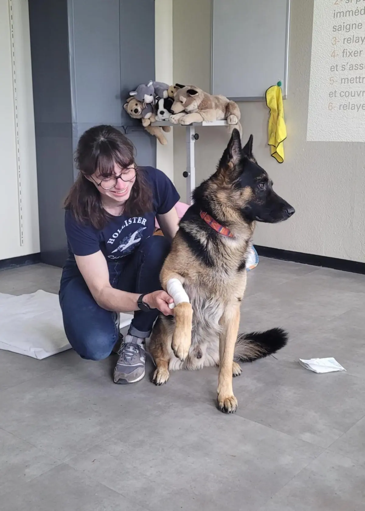 Formation aux premiers secours canins et félins