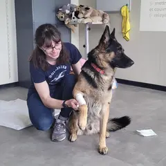 Formation aux premiers secours canins et félins