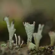 Formation Champignons