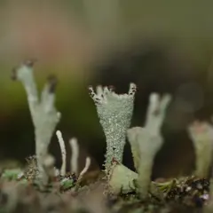 Formation Champignons