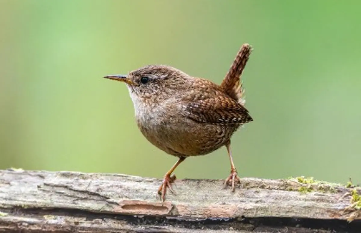 Formation Chants d'oiseaux