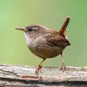 Formation Chants d'oiseaux