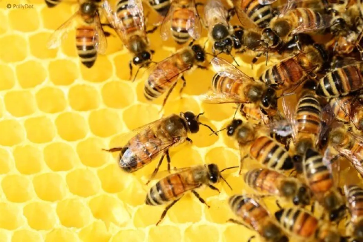 Formation en apiculture à Boursay