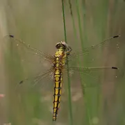 Formation Libellules