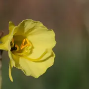 Formation Plantes à fleurs