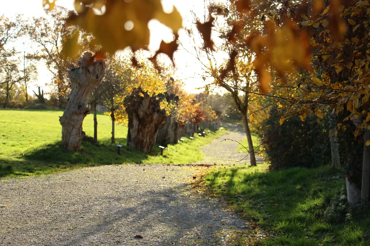 Formation taille et création de trognes à Boursay