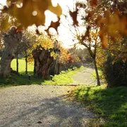 Formation taille et création de trognes à Boursay