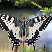 Formez-vous aux papillons de jour