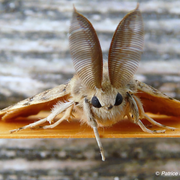 Formez-vous aux papillons de nuit