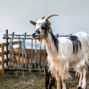 Forum Des Métiers De La Terre Et Du Goût #8