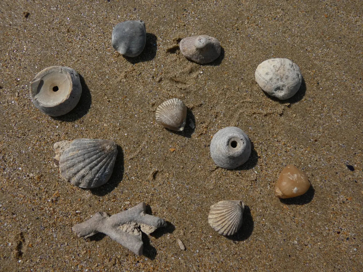 Fossiles, coquillages et l'évolution des espèces