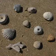 Fossiles, coquillages et l'évolution des espèces