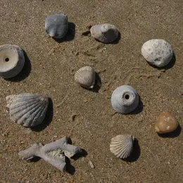 Fossiles, coquillages et l'évolution des espèces
