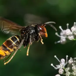 Frelon asiatique à Riedisheim : une subvention de 50 € pour la destruction des nids