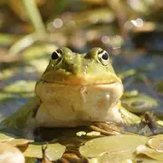 Fréquence grenouille