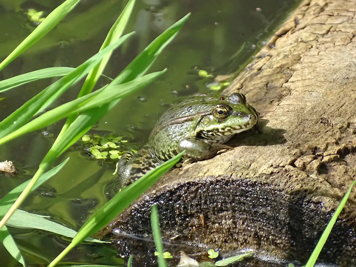 Fréquence Grenouille