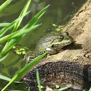 Fréquence Grenouille
