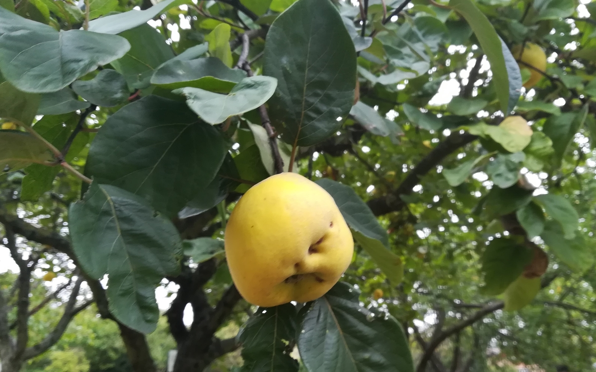 Fruit et légume de saison