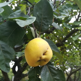 Fruit et légume de saison