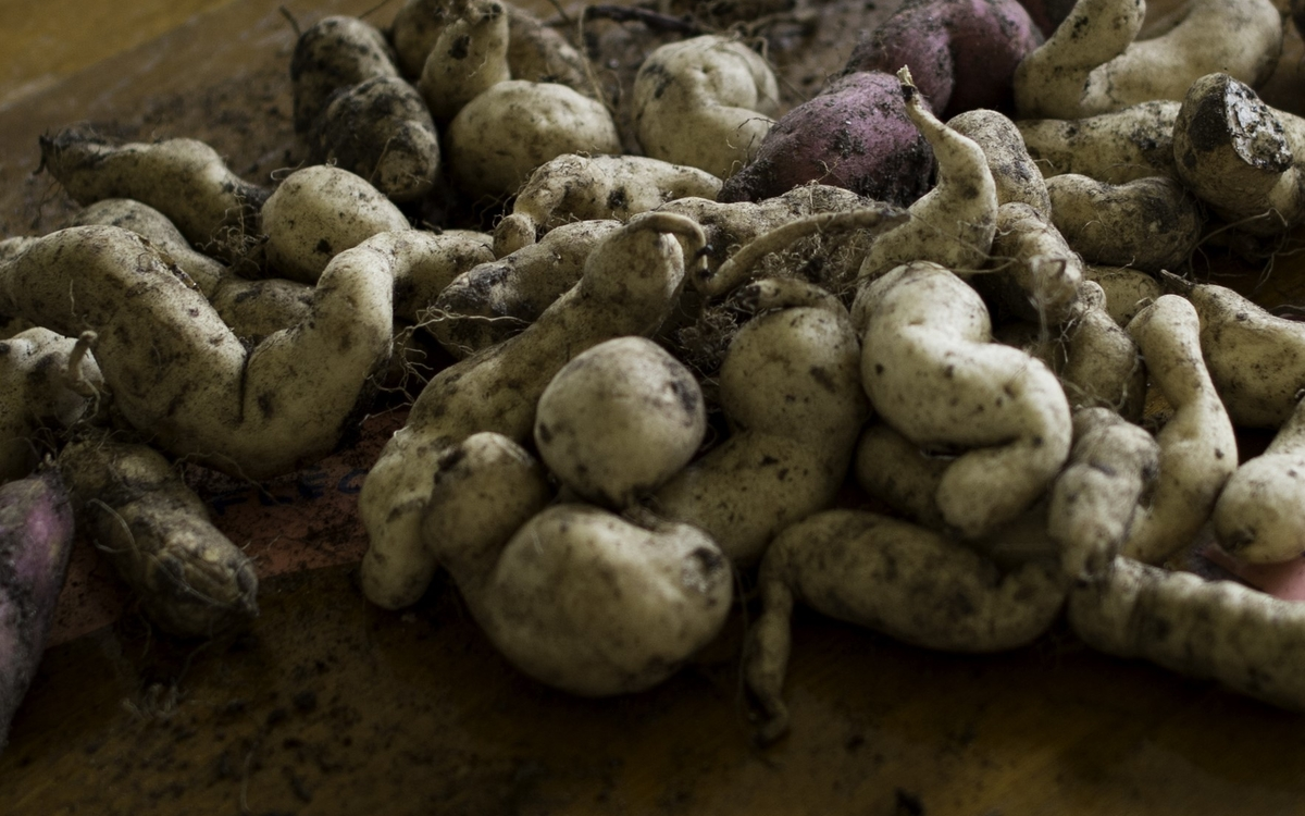 Fruit et légume de saison