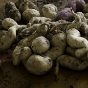 Fruit et légume de saison