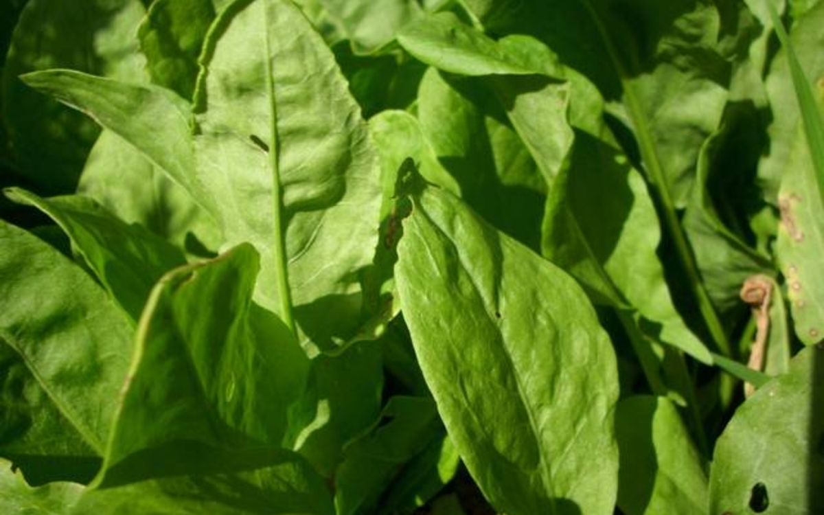 Fruit et légume de saison