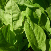 Fruit et légume de saison