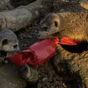 Gagnez des places pour le Noël du Parc zoologique de Paris