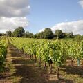 Gaillac : demi-journ&eacute;e de visite guid&eacute;e depuis Toulouse + d&eacute;gustation de vin