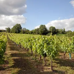Gaillac : demi-journée de visite guidée depuis Toulouse + dégustation de vin