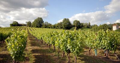 Gaillac : demi-journ&eacute;e de visite guid&eacute;e depuis Toulouse + d&eacute;gustation de vin