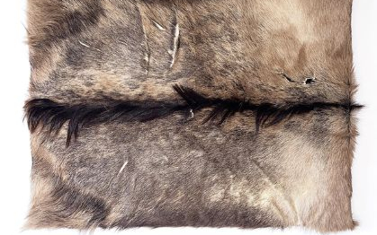 Résurrection du Nouveau Fauve 2025, peau d’animal sauvage sur châssis, 60 5 x 75,5 cm, Paris