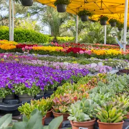 Garden en Fleurs