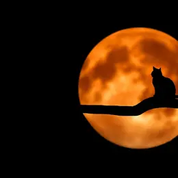 Gau Beltza, la nuit noire