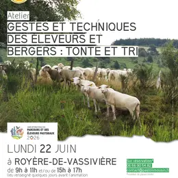 Gestes et techniques des éleveurs et bergers : tonte et tri