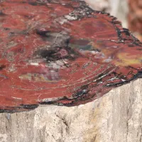 Un tronc d'arbre fossilisé coupé en deux DR
