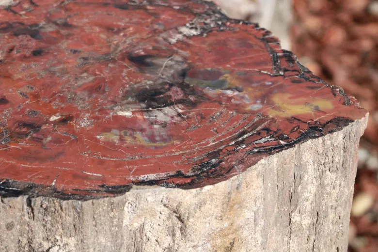 Un tronc d'arbre fossilisé coupé en deux