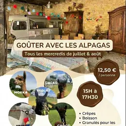 Goûter avec les alpagas