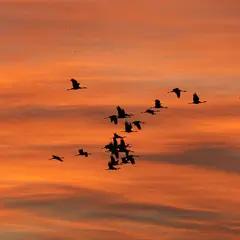 Goûter avec les Grues cendrées