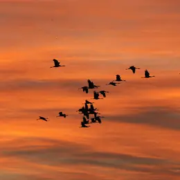 Goûter avec les Grues cendrées