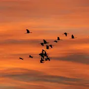 Goûter avec les Grues cendrées